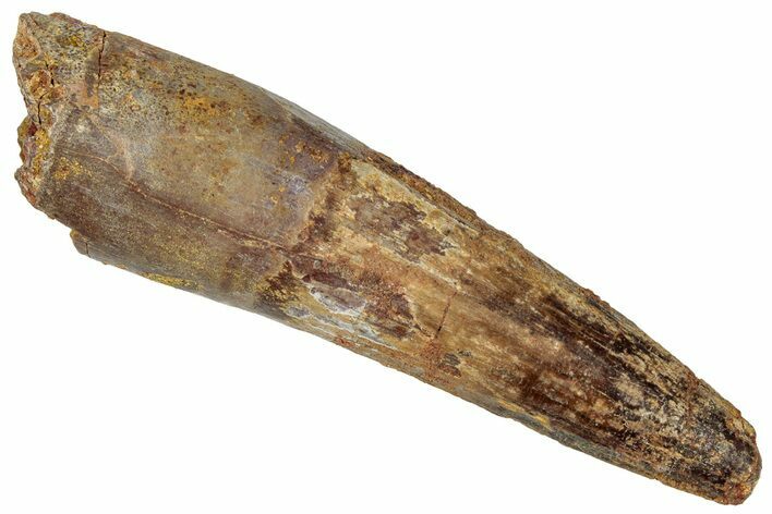 Fossil Spinosaurus Tooth - Real Dinosaur Tooth #305804